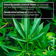 Valquer Laboratorios Champú Sólido con Extracto de Cannabis y Aceite de Cáñamo, Único, 50 G